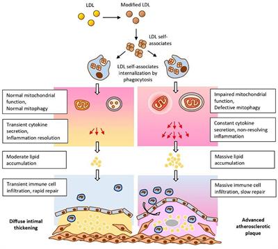 Editorial: Lipids and Inflammation in Health and Disease